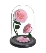 double rose éternelle rose