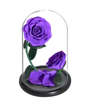double rose éternelle violette