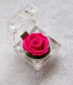 petite rose éternelle rose
