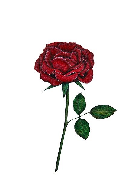 Top 10 des plus belles roses du monde