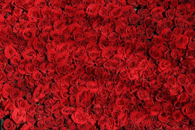 Ou acheter une rose éternelle ?